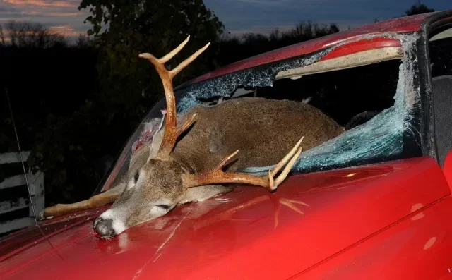 Does Car Insurance Cover Hitting a Deer and What to Do